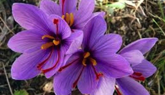 The Doctrine of Repentance Part 3 – Joy, Gratitude, and Mission