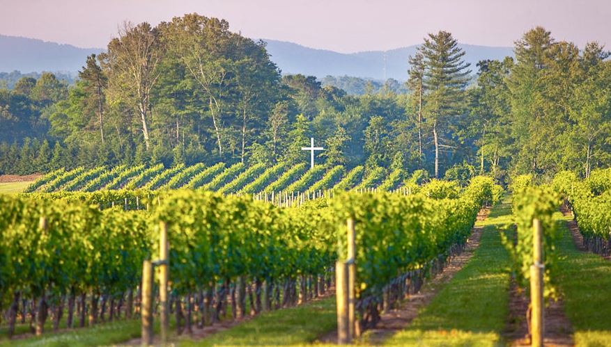 The Woeful Vineyard of Wasted Grace