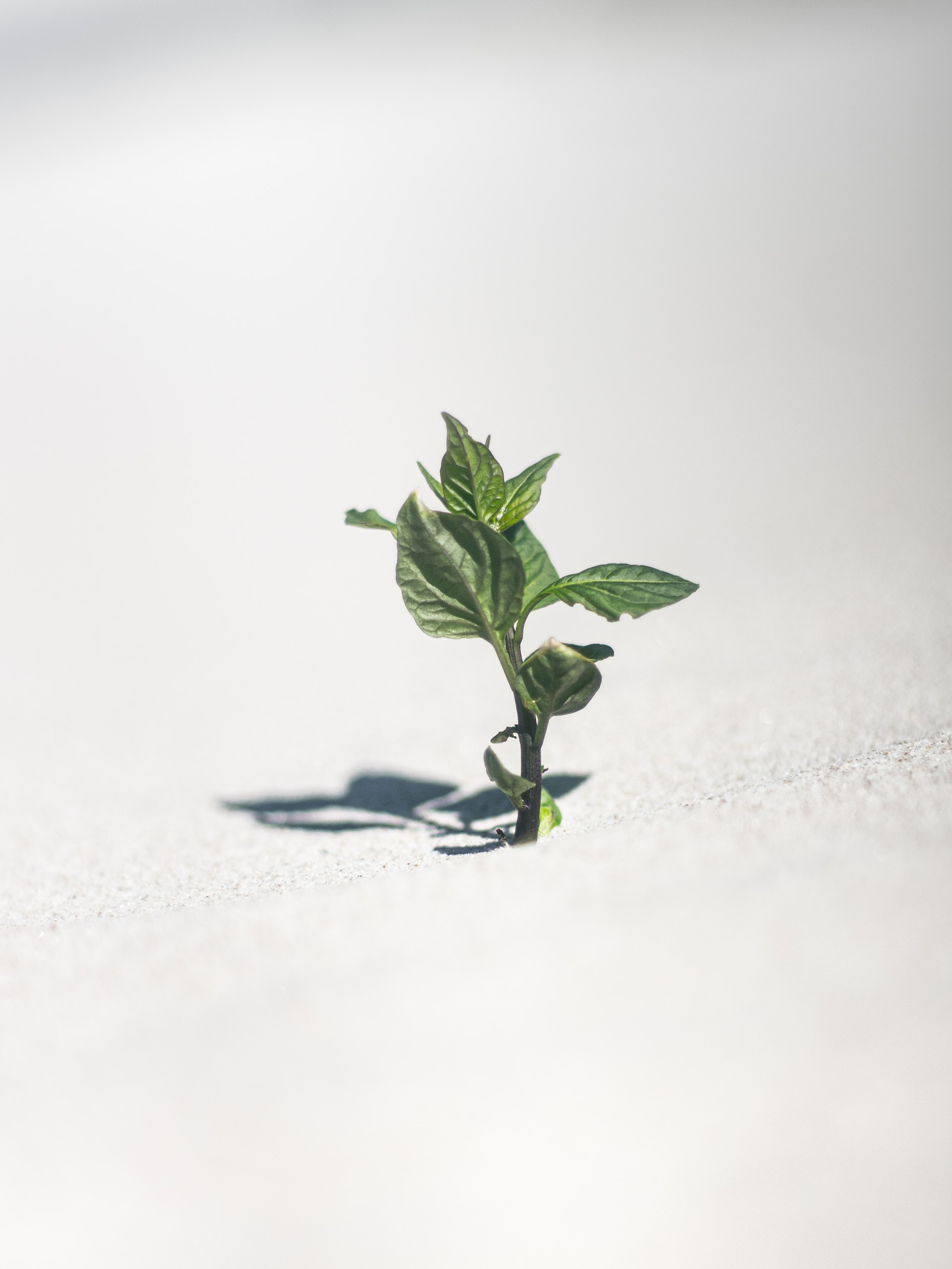 Born of God – Part One